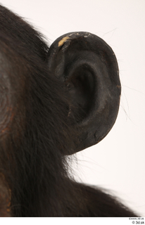  Chimpanzee Bonobo ear 0002.jpg